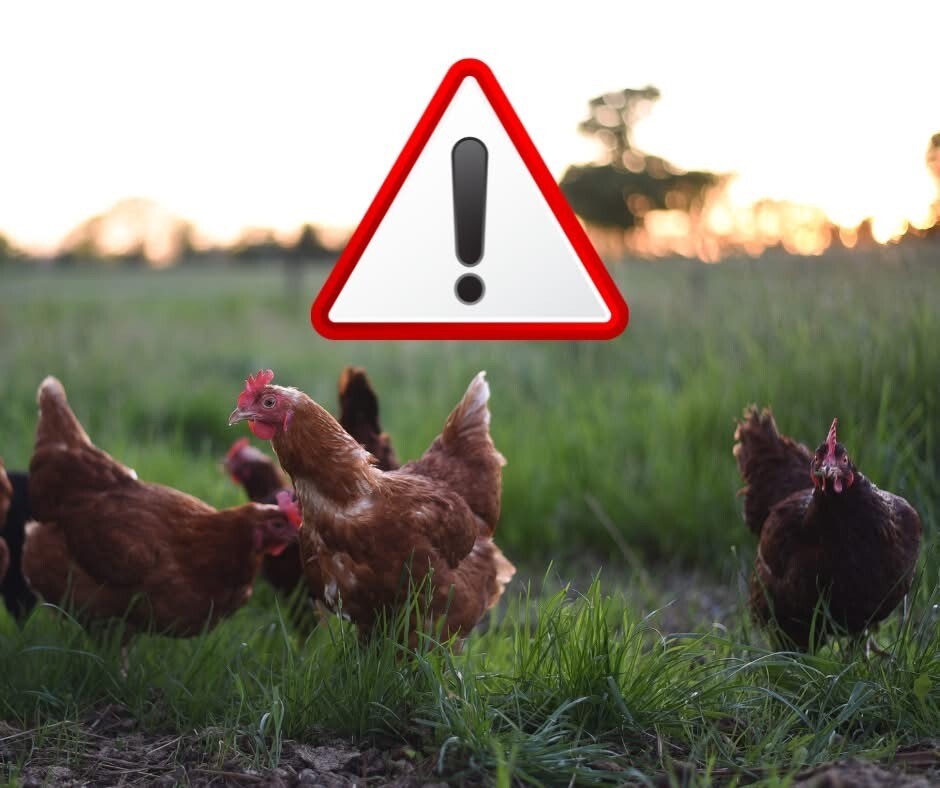 Vogelgriep: vervoersverbod in de regio